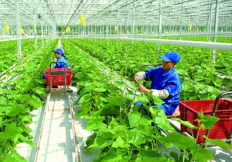 Tuyển dụng 10 TTS ngành Nông nghiệp trồng trọt làm việc tại Nhật Bản