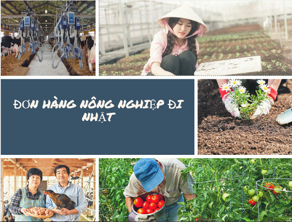 Xuất khẩu lao động Nhật Bản ngành nông nghiệp.